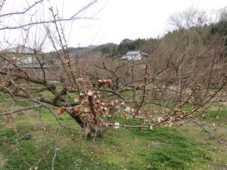 IMG_0155.JPG