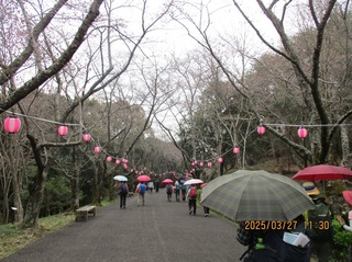 sakuramatsuri.jpg